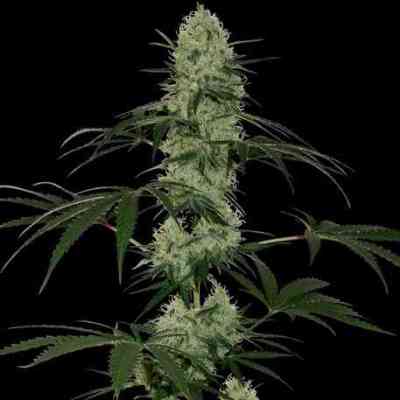 Tangelo Rapido (Auto) > Barney\'s Farm | Autoflowering Cannabis   |  Sativa